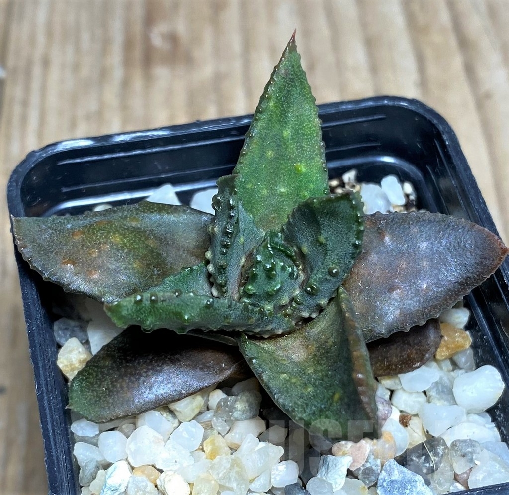 SHPR20542 Astroloba bullulata - immagine 2