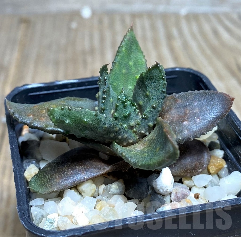 SHPR20542 Astroloba bullulata