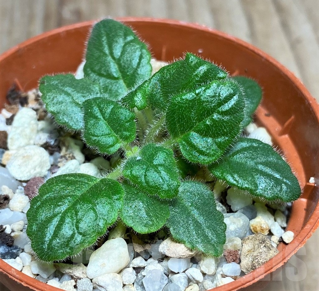 SHPR20543 Sinningia bullata - immagine 2