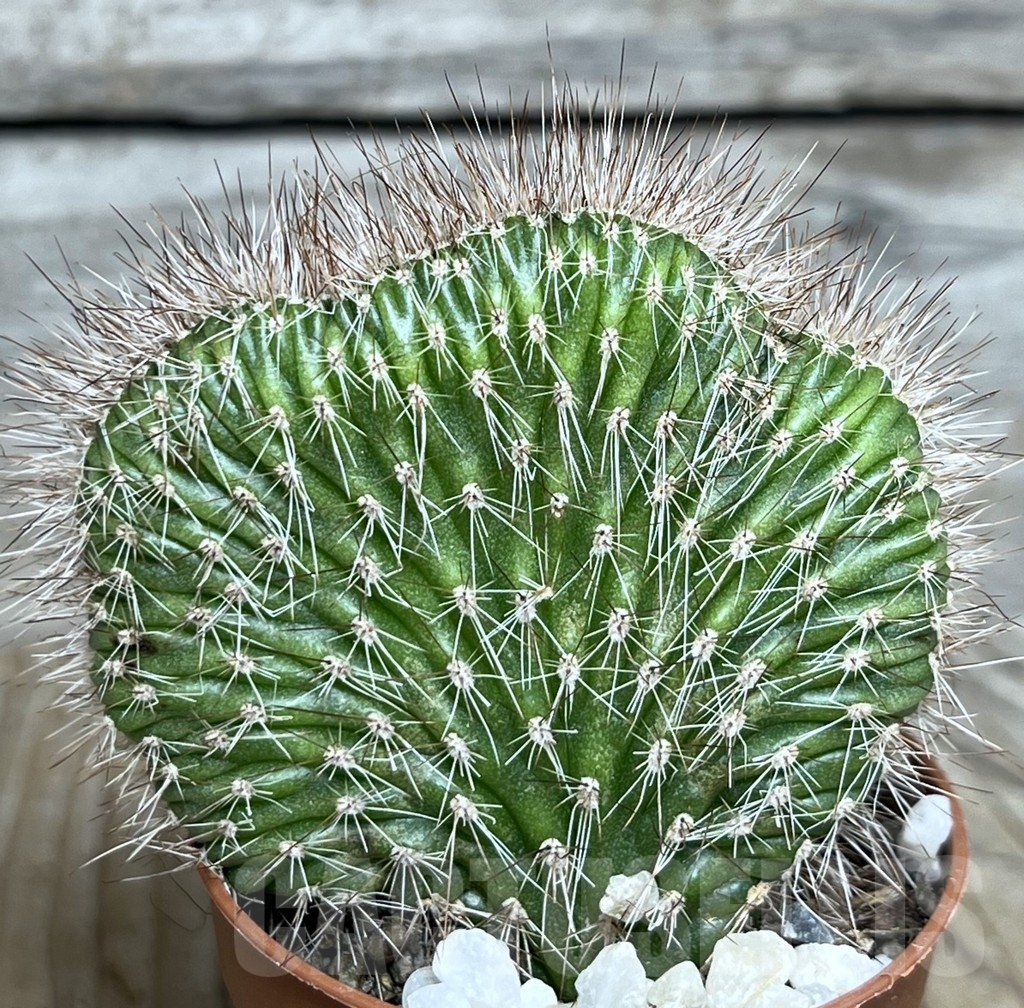 SHPR20596 Nictocereus f. cristata