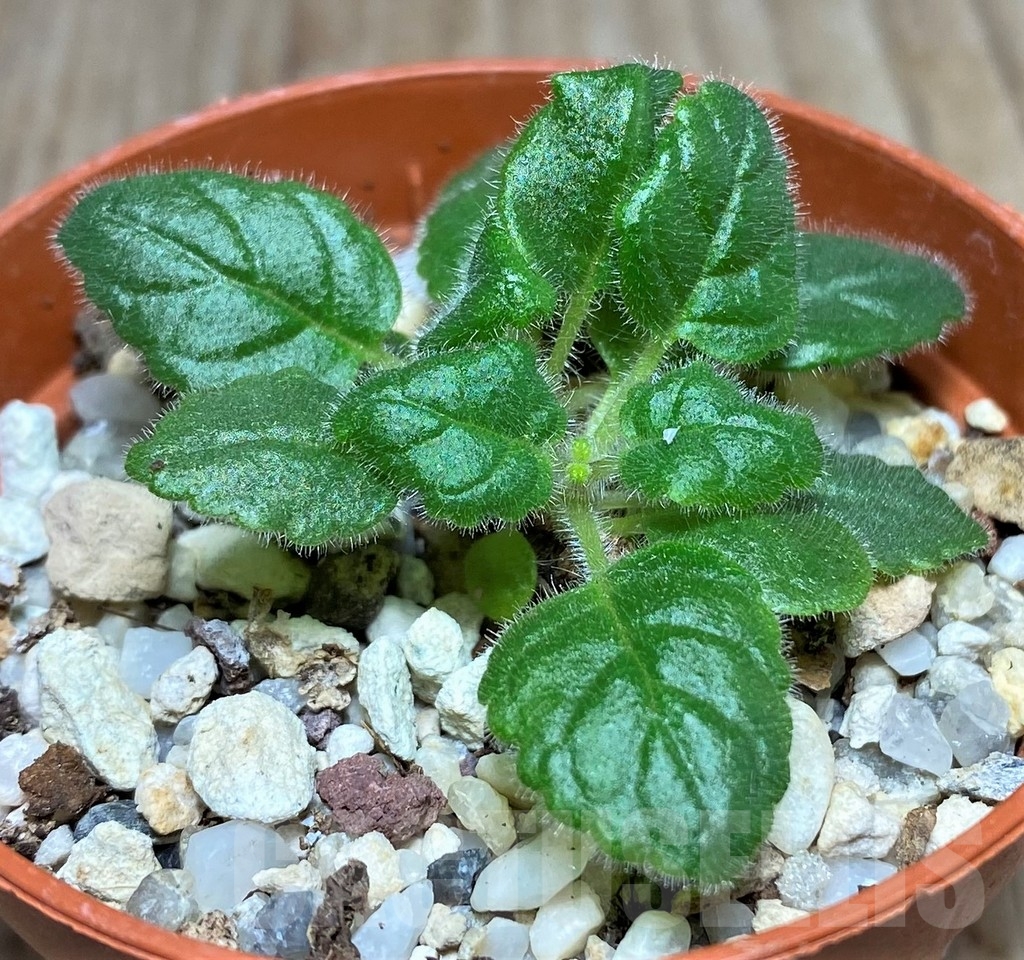 SHPR20543 Sinningia bullata