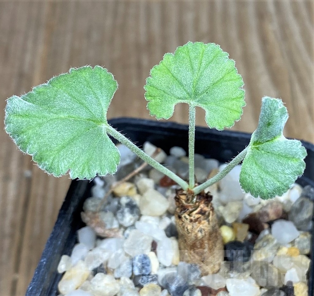 SHPR20544 Pelargonium crassicaule