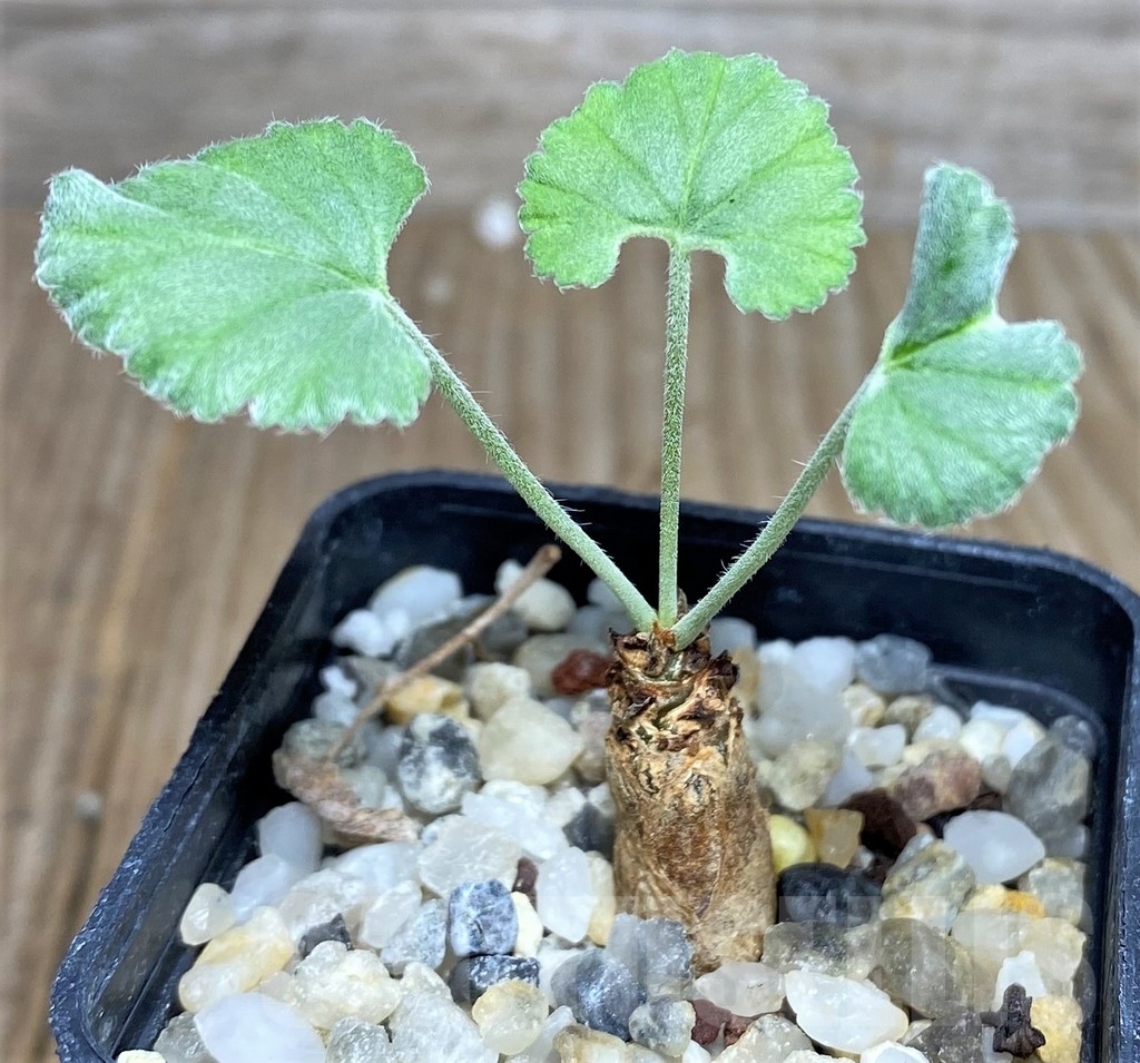 SHPR20544 Pelargonium crassicaule - immagine 2