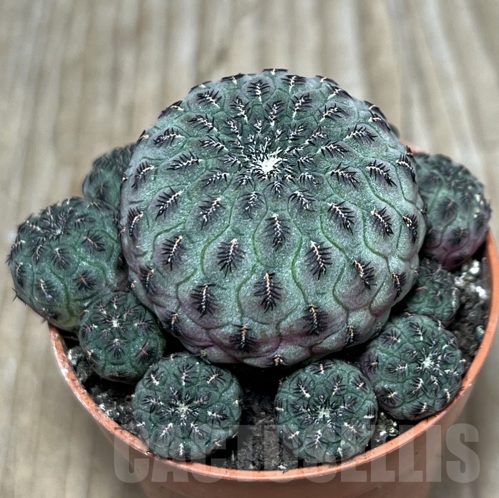 SHPR20598 Sulcorebutia rauschii