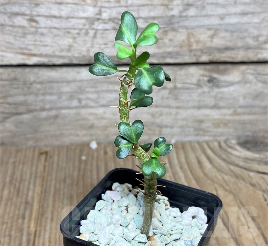 SHPR20545 Sarcocaulon vanderietiae - immagine 2