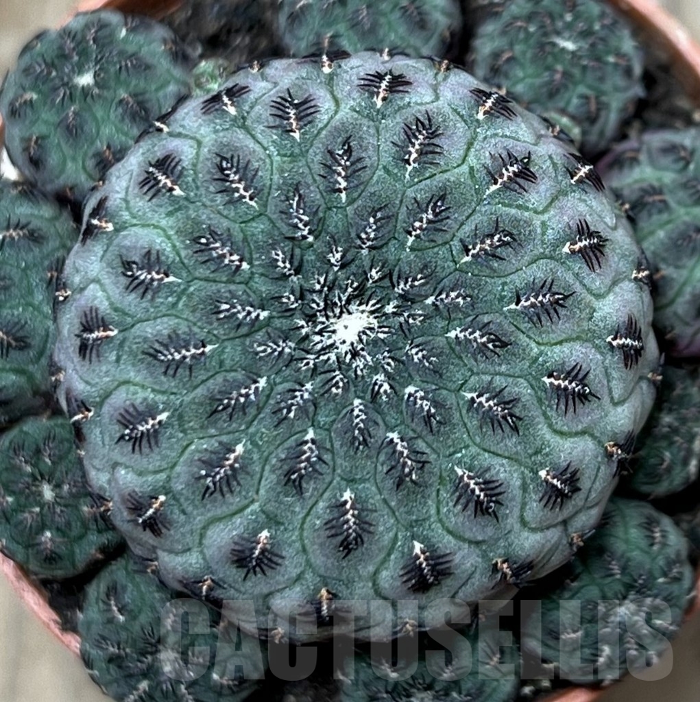 SHPR20598 Sulcorebutia rauschii - Imagen 2