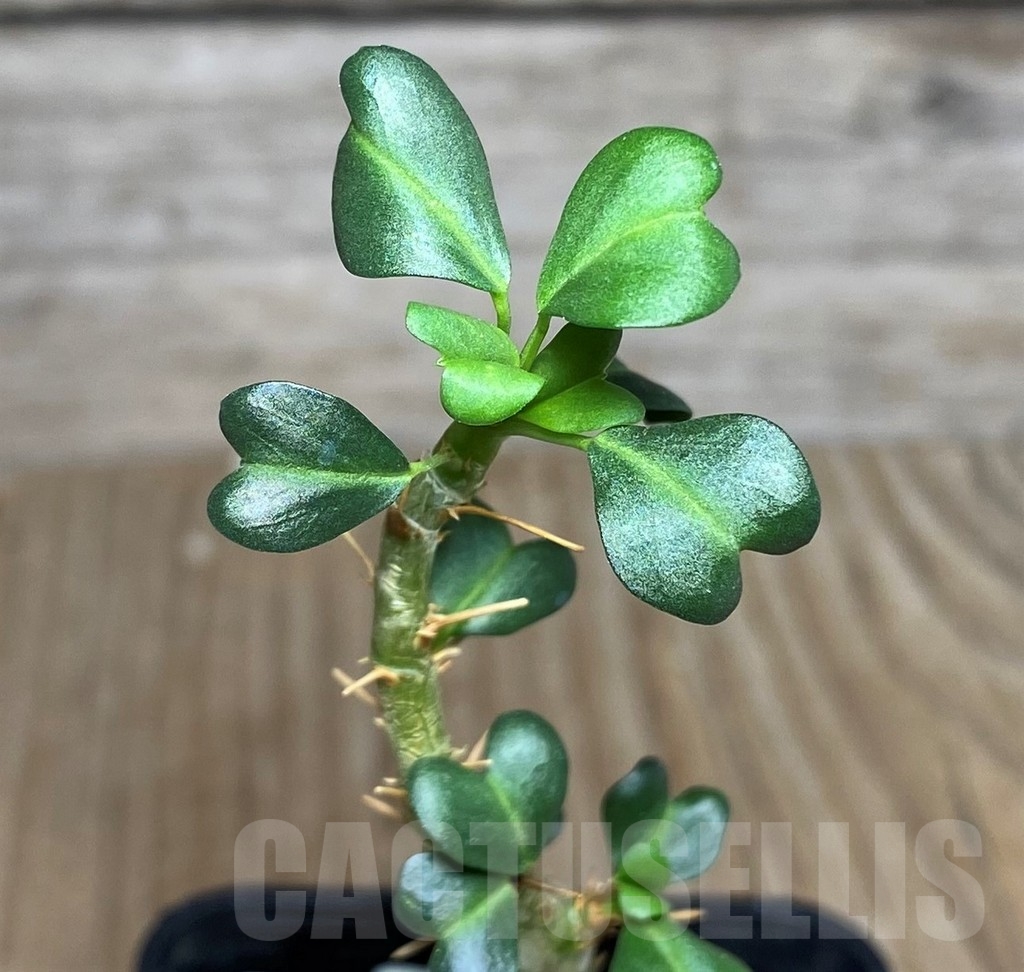 SHPR20545 Sarcocaulon vanderietiae