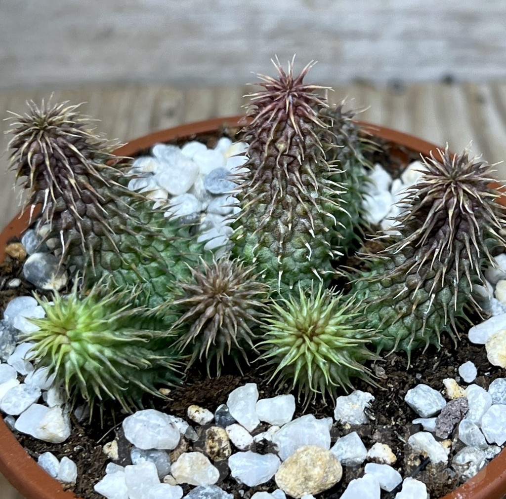 SHPR20600 Huernia pillansii