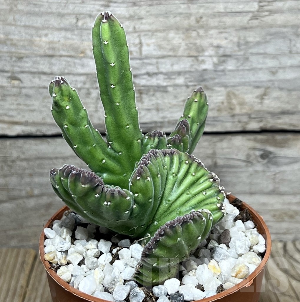 SHPR20601 Stapelia leendertziae f. cristata