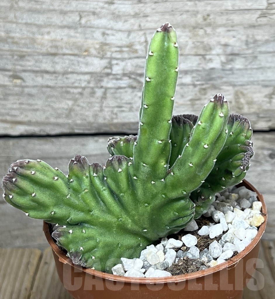 SHPR20601 Stapelia leendertziae f. cristata - Image 2