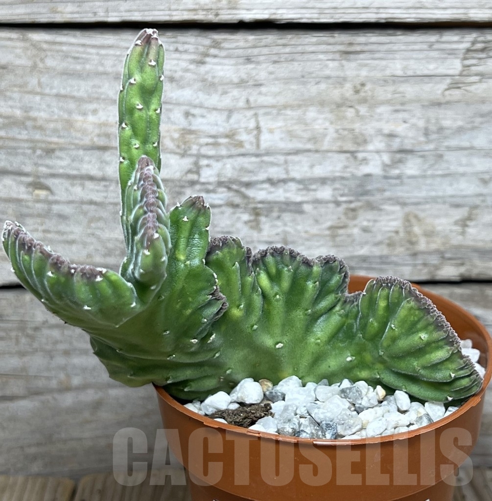 SHPR20602 Stapelia leendertziae f. cristata - Image 2