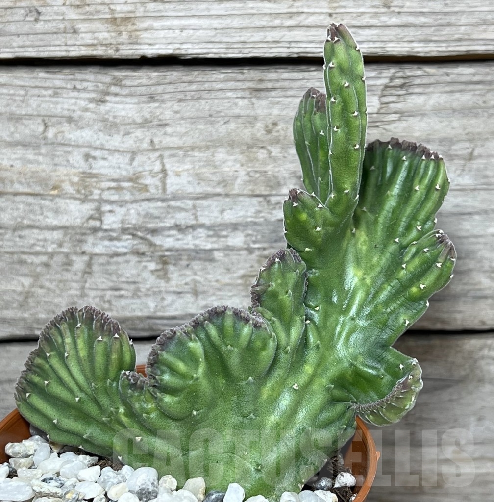 SHPR20602 Stapelia leendertziae f. cristata