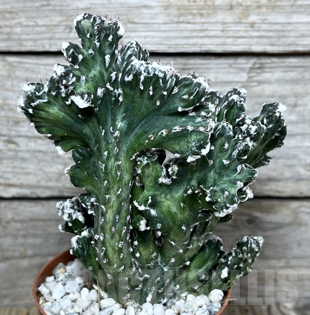 SHPR20603 Monvillea spegazzinii f. cristata - Image 2