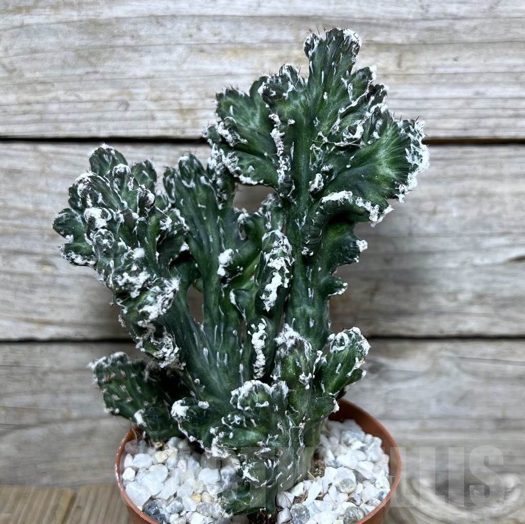 SHPR20603 Monvillea spegazzinii f. cristata