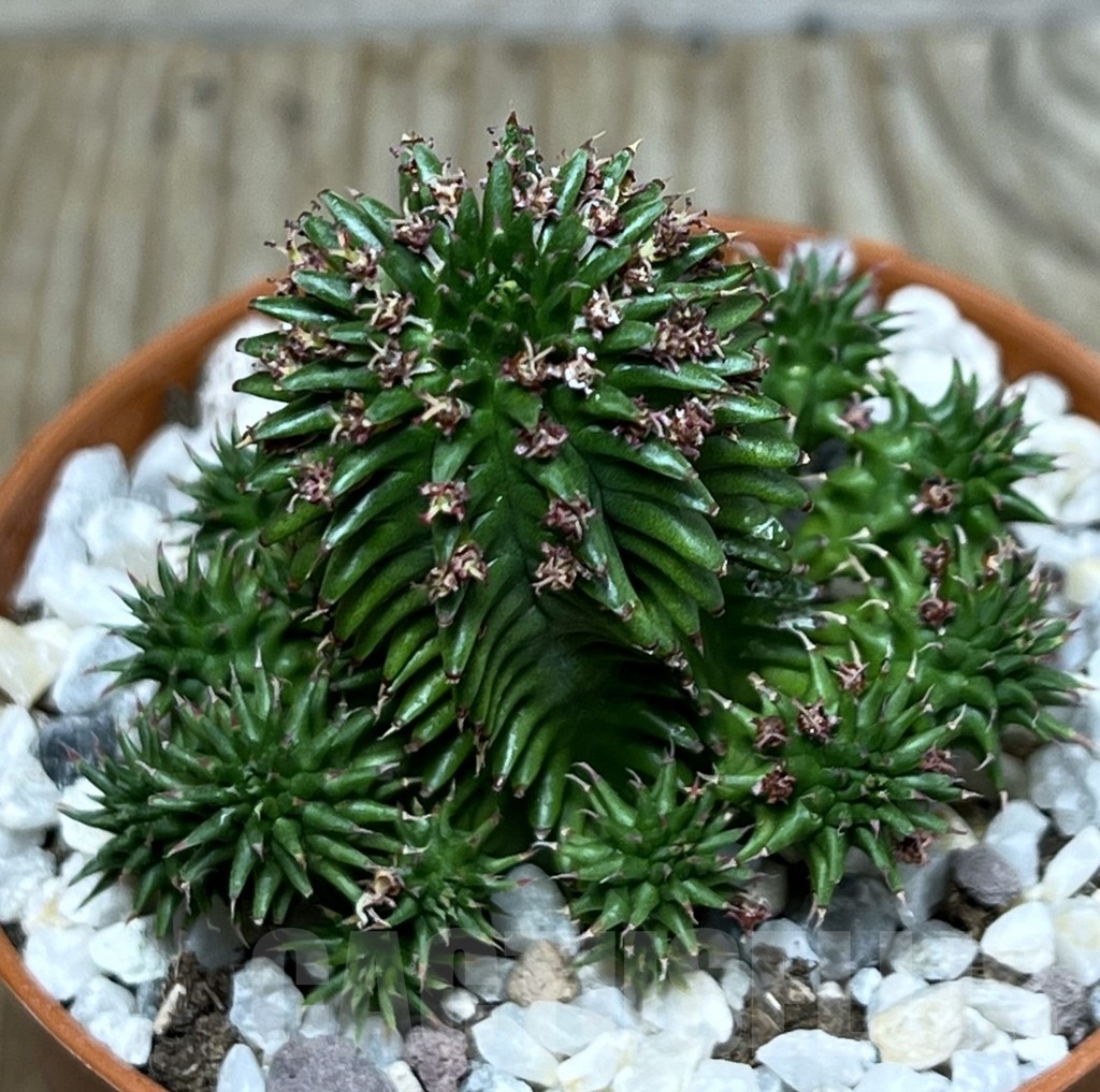 SHPR20604 Euphorbia susannae