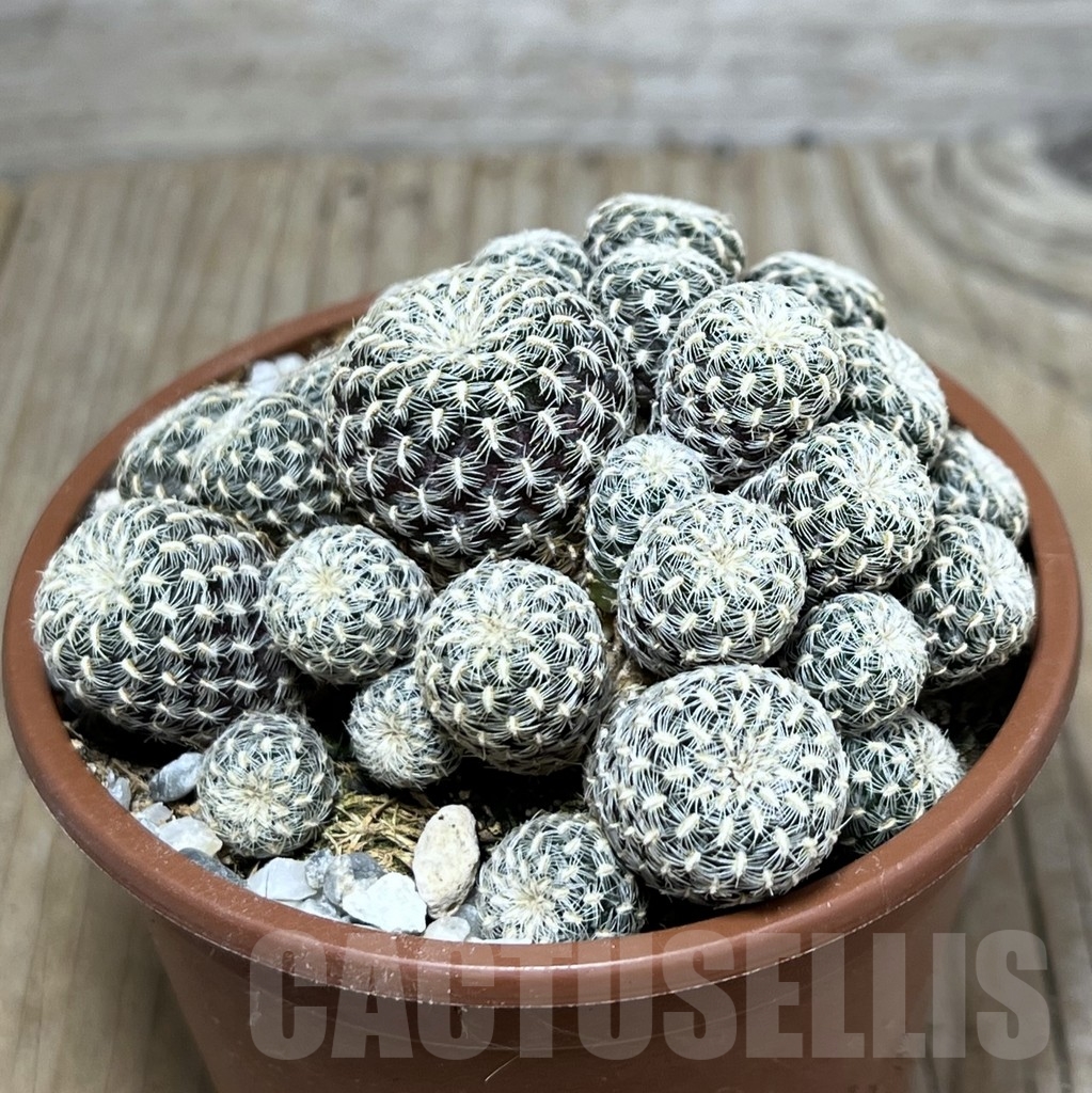 SHPR20605 Sulcorebutia langeri - Image 2