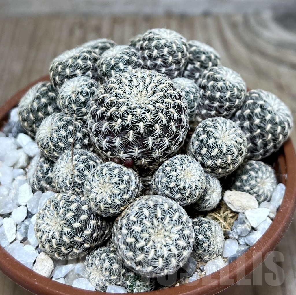 SHPR20605 Sulcorebutia langeri