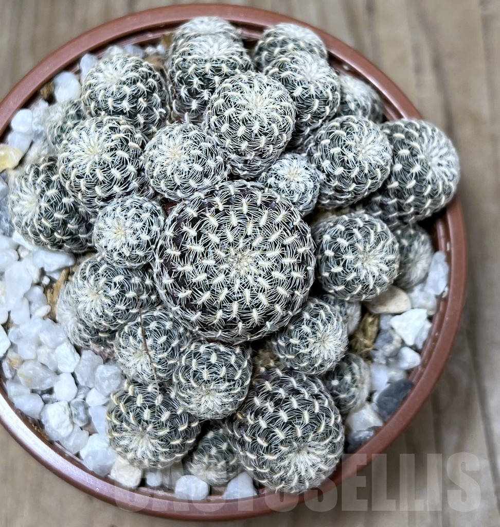 SHPR20605 Sulcorebutia langeri - Image 3