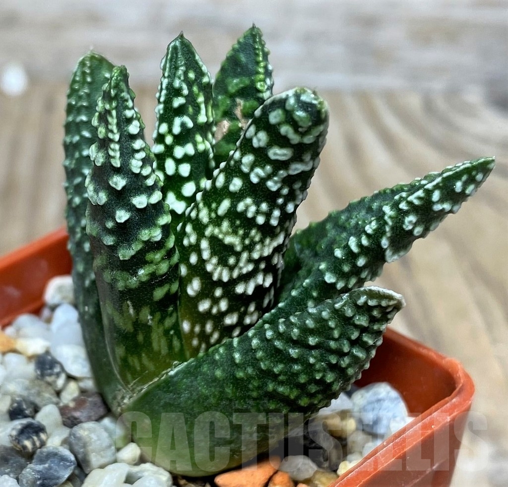 SHPR20556 Haworthia pumila 'Donuts' SH
