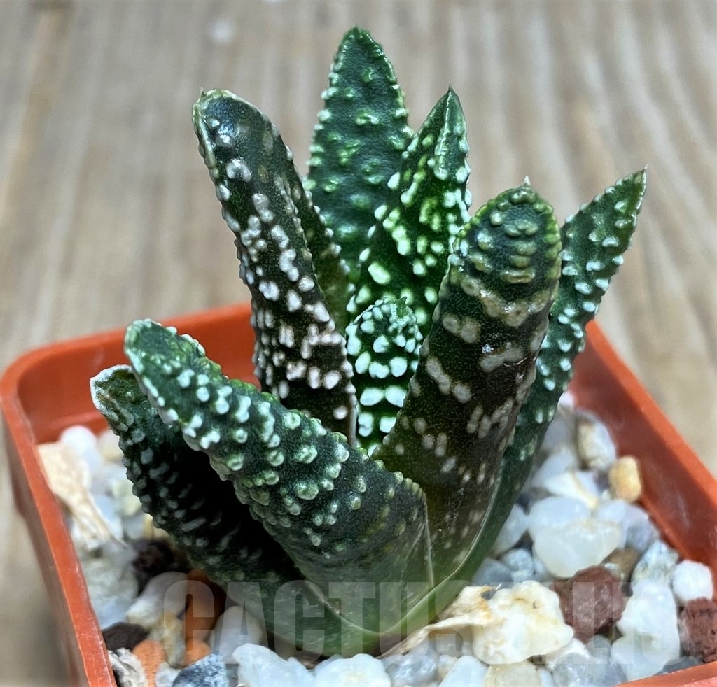 SHPR20556 Haworthia pumila 'Donuts' SH - Image 2
