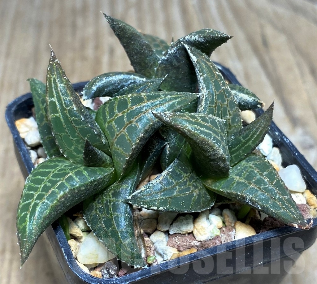 SHPR20557 Haworthia tesselata