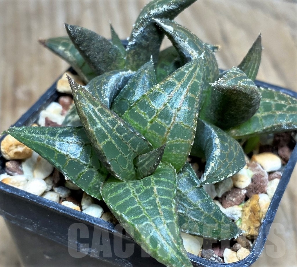 SHPR20557 Haworthia tesselata - Image 2