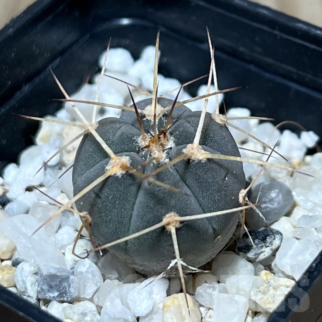 SHPR20659 Gymnocalycium cardenasianum armatum, HTH 106