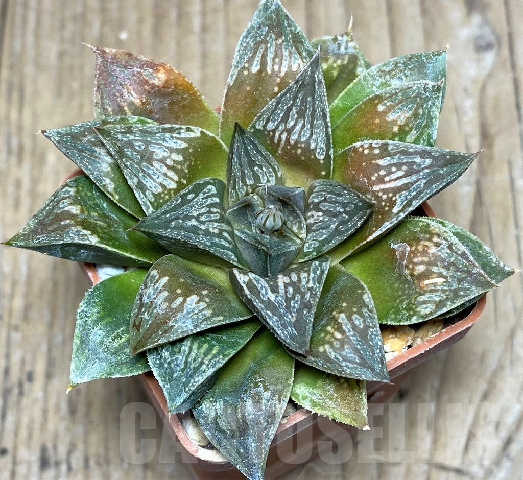 SHPR20558 Haworthia picta 'Kumadori' HPC-2, ex Cactus Nichi
