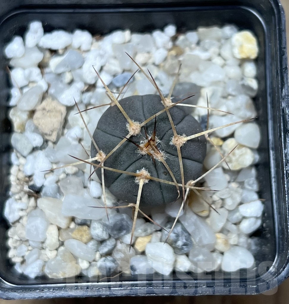SHPR20659 Gymnocalycium cardenasianum armatum, HTH 106 - immagine 2