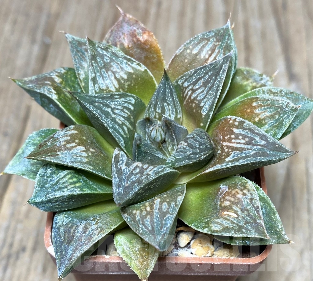 SHPR20558 Haworthia picta 'Kumadori' HPC-2, ex Cactus Nichi - Image 2