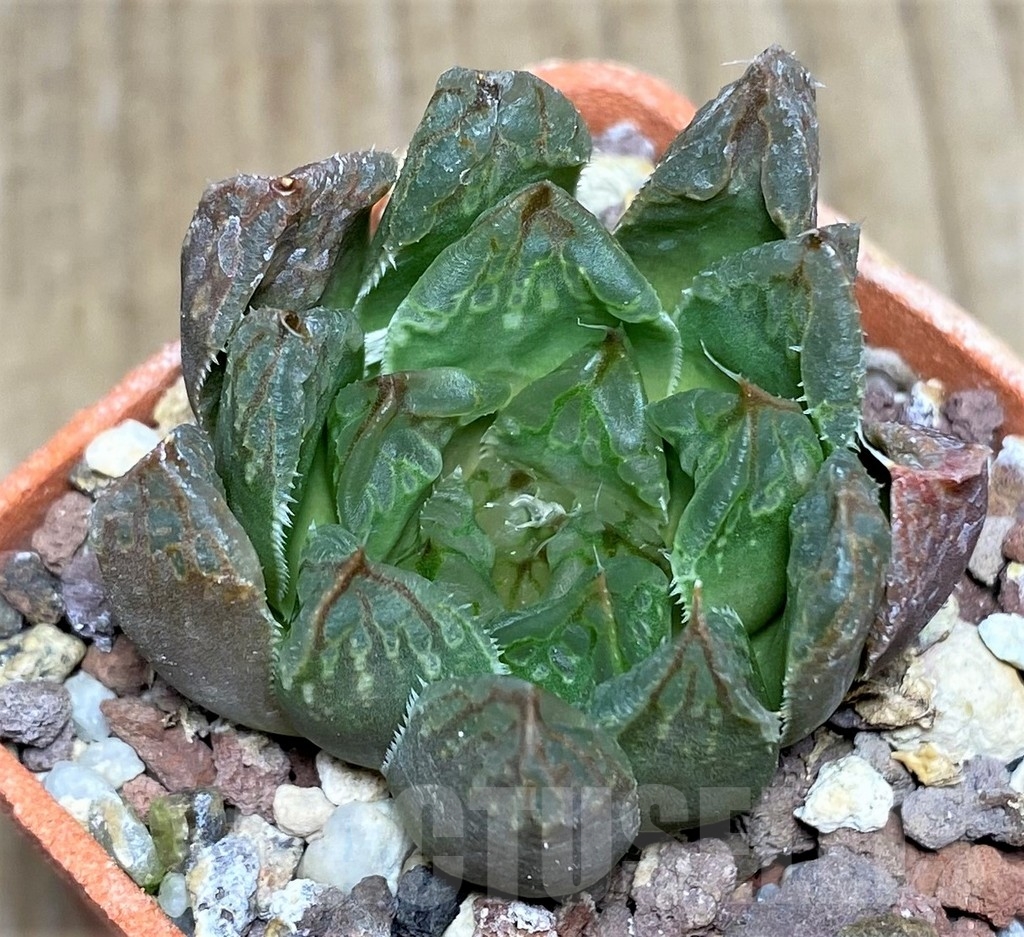 SHPR20559 Haworthia retusa x obtusa - Image 2