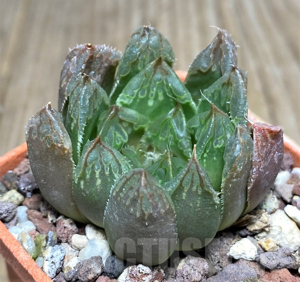 SHPR20559 Haworthia retusa x obtusa - Image 3