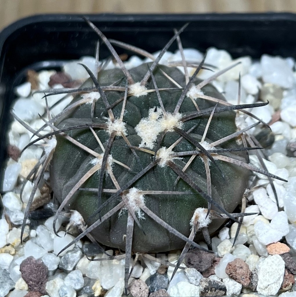 SHPR20660 Gymnocalycium spegazzinii OJF-248