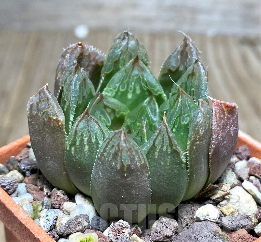 SHPR20559 Haworthia retusa x obtusa