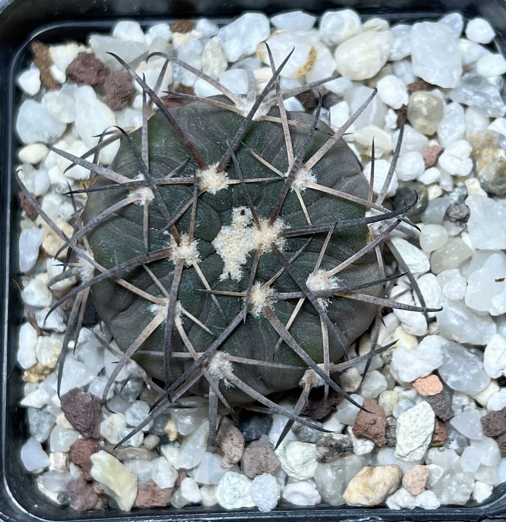 SHPR20660 Gymnocalycium spegazzinii OJF-248 - immagine 2