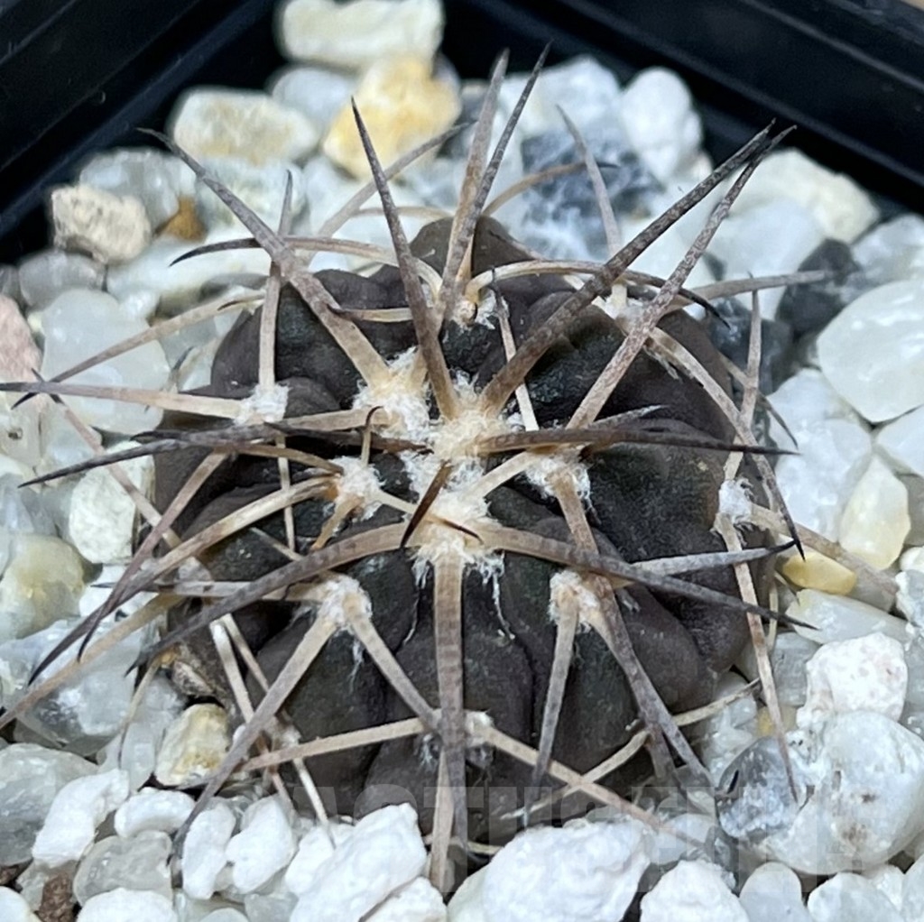 SHPR20661 Gymnocalycium spegazzinii OJF-248