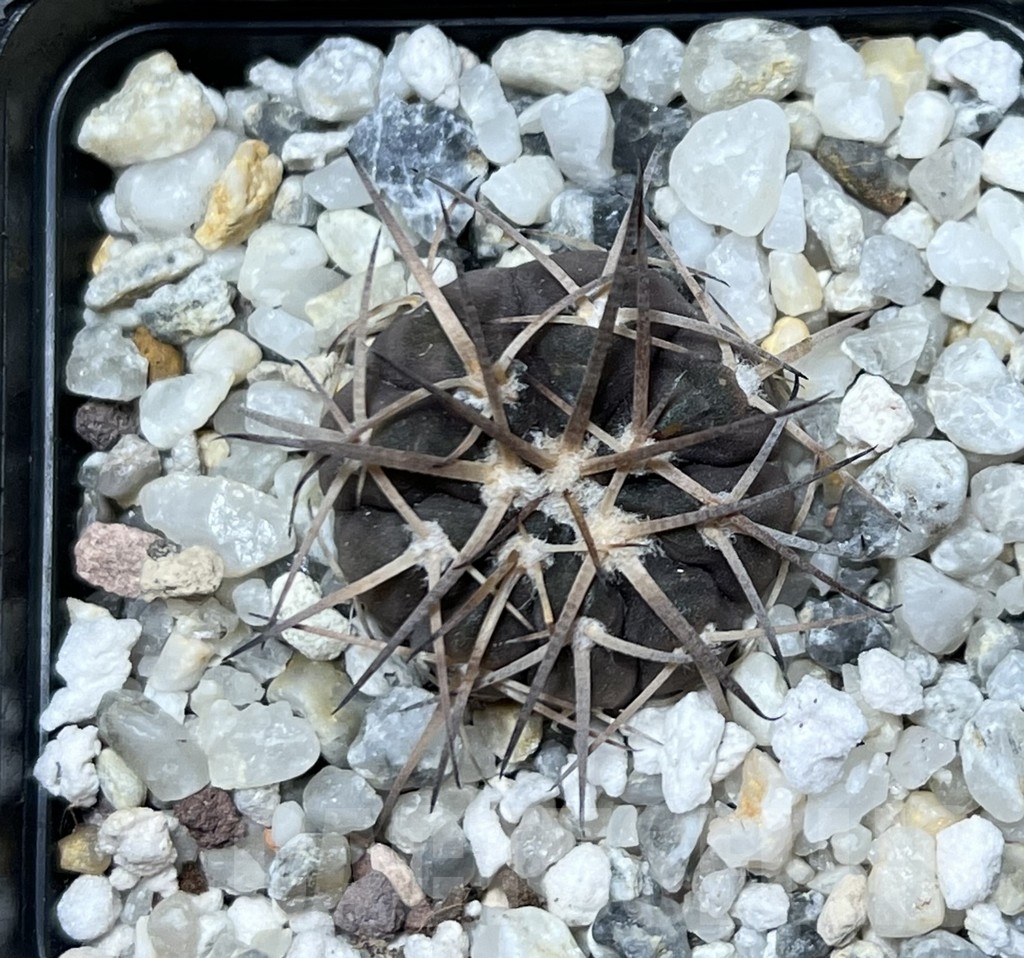 SHPR20661 Gymnocalycium spegazzinii OJF-248 - immagine 2