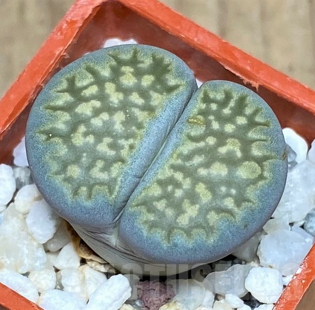 SHPR20608 Lithops hallii v. ochracea 'Green Soapstone' C 111A