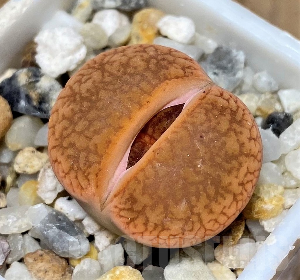 SHPR20609 Lithops aucampiae v. koelemanii SH 1648