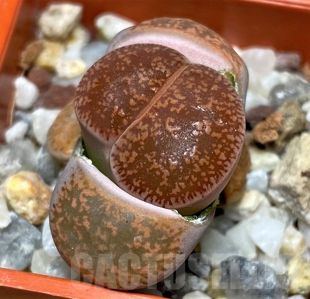 SHPR20611 Lithops lesliei 'Kimberley' SH 1624