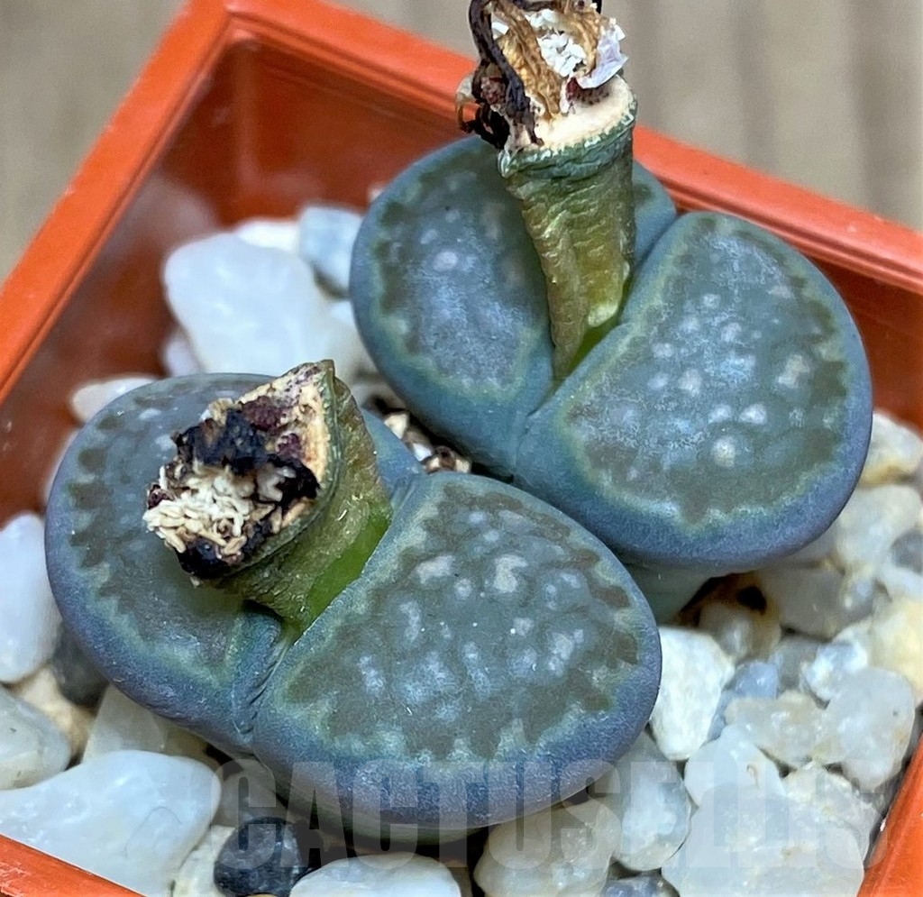 SHPR20701 Lithops salicola