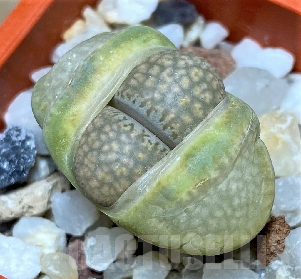 SHPR20612 Lithops villetii ssp. kennedyi C 229A