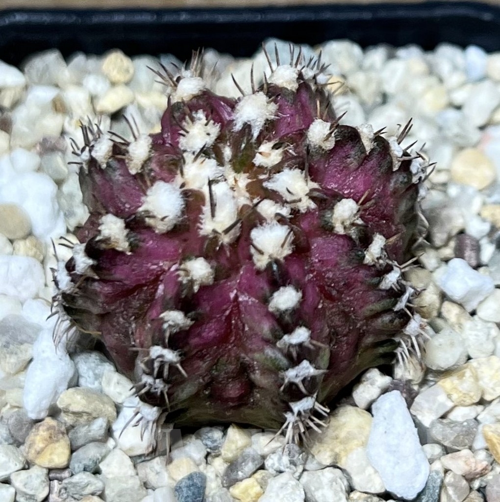 SHPR20665 Gymnocalycium mihanovichii ‘T-Lux’