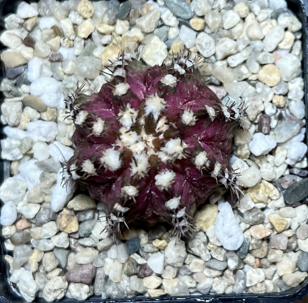 SHPR20665 Gymnocalycium mihanovichii ‘T-Lux’ - Obrázek 2