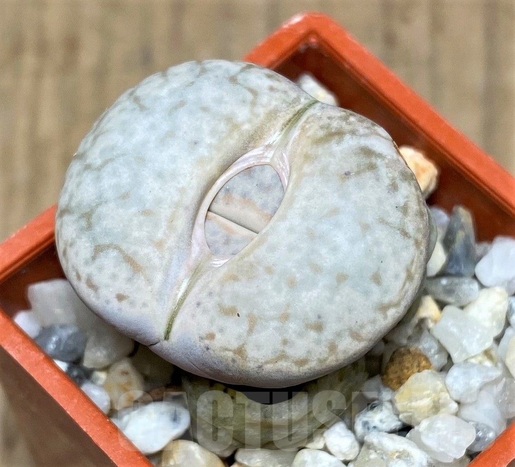 SHPR20614 Lithops pseudotruncatella v. volkii C 069