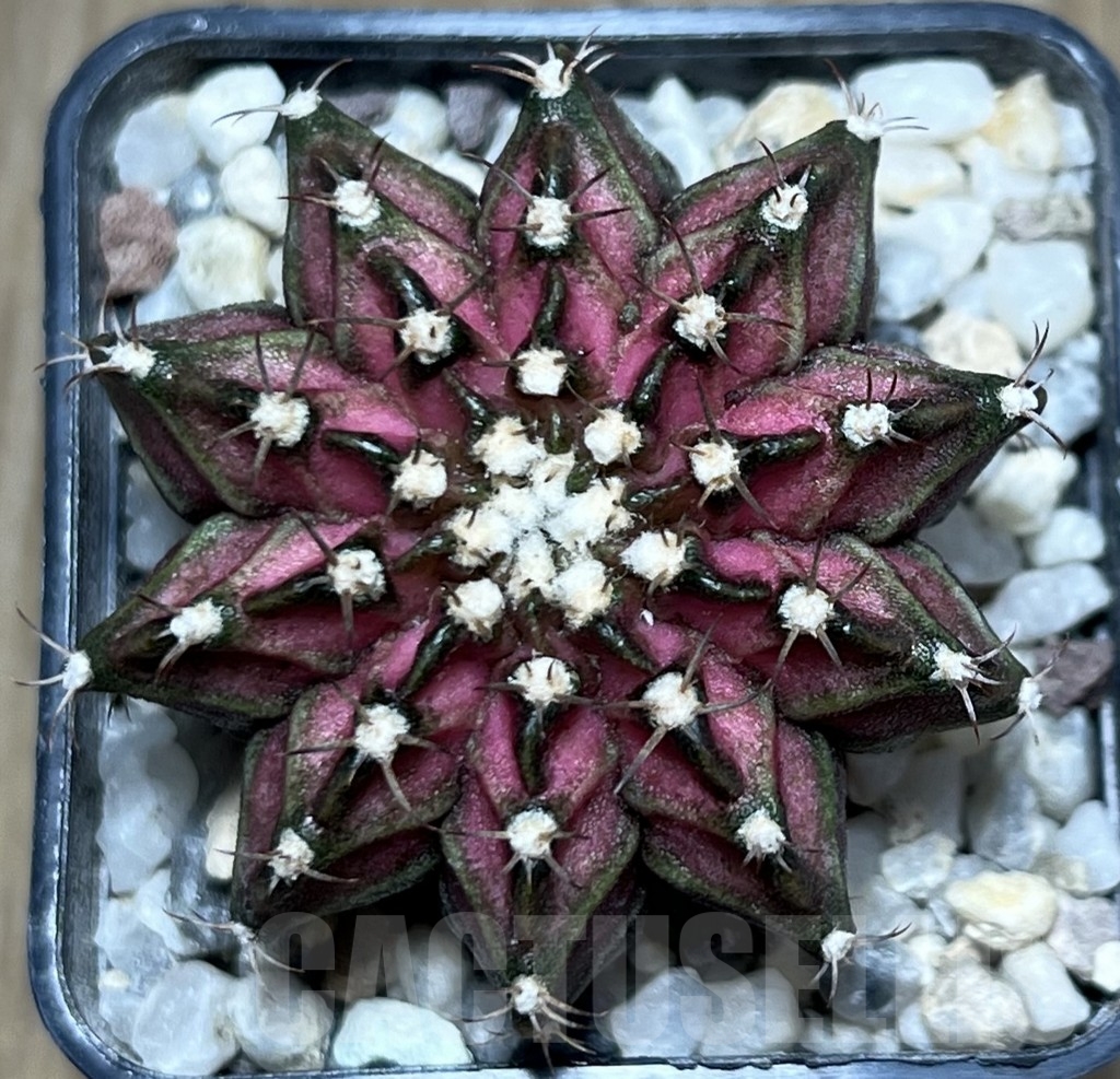 SHPR20666 Gymnocalycium mihanovichii ‘T-Lux’ – Bild 2