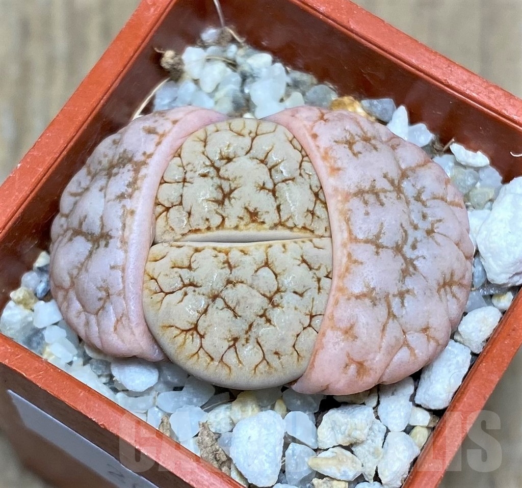 SHPR20615 Lithops gracilidelineata v. waldroniae C 189