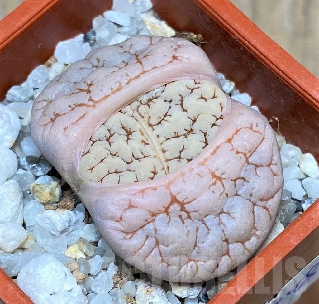 SHPR20616 Lithops gracilidelineata v. waldroniae C 189