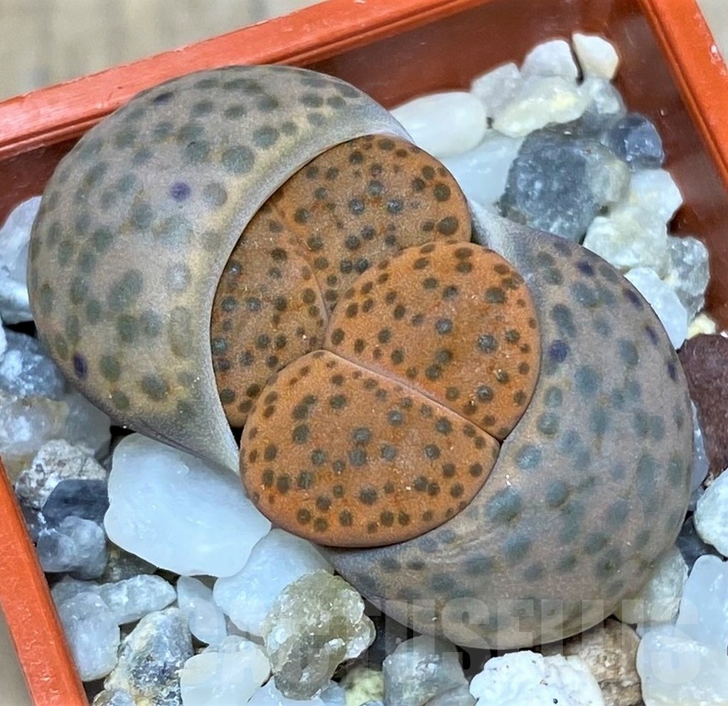 SHPR20617 Lithops fulviceps v. lydiae