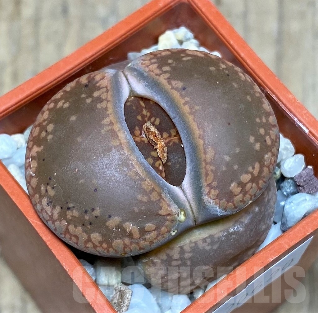SHPR20620 Lithops aucampiae 'Rubrobrunneus'